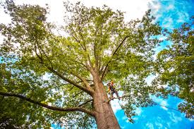 Best Tree Removal  in Airport, CA