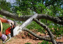 Professional Tree Services in Airport, CA