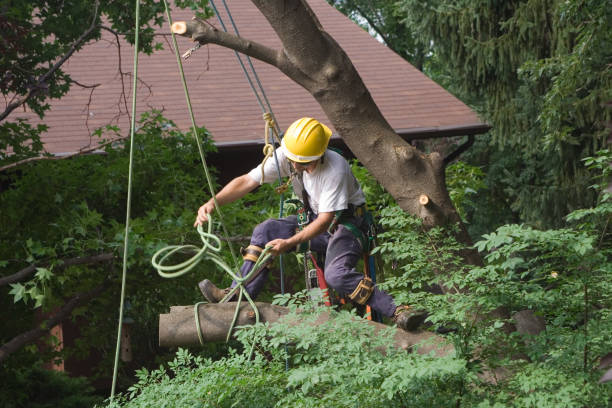 How Our Tree Care Process Works  in  Airport, CA