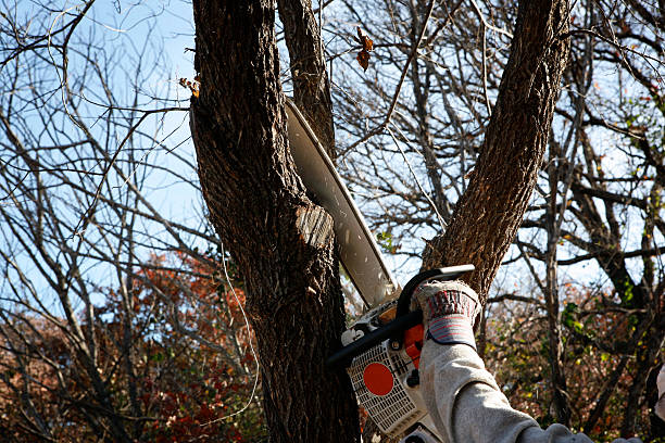 Best Storm Damage Tree Cleanup  in Airport, CA