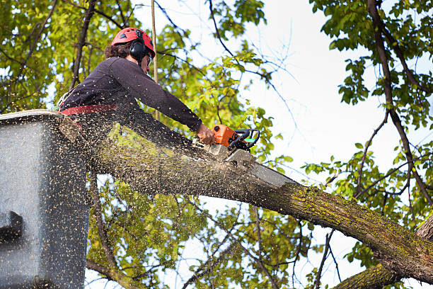 Best Fruit Tree Pruning  in Airport, CA